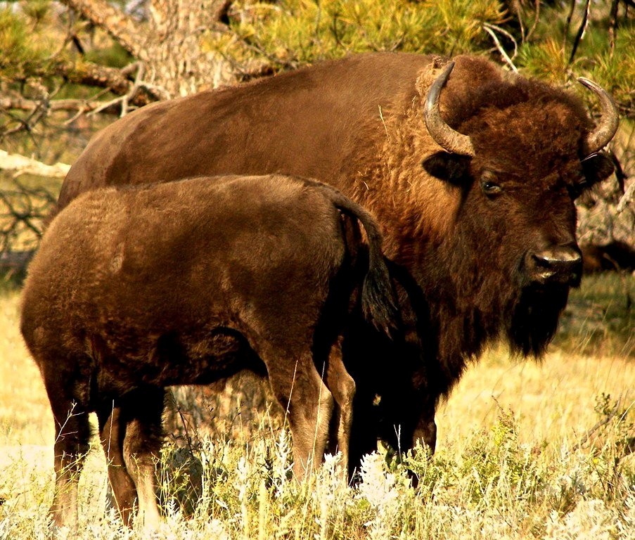 Nature In Class B By Ronald D'Amico For Mother And Calfjpg OCT-2018.jpg